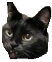 cat head