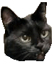 cat head